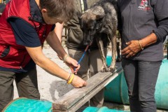 ADCP_EspoDog_20261004_075