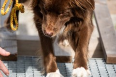 ADCP_EspoDog_20261004_166