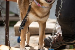 ADCP_EspoDog_20261004_180