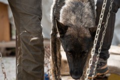 ADCP_EspoDog_20261004_182
