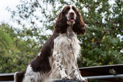 ADCP_EspoDog_20261004_288